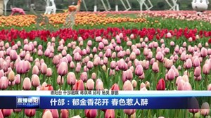 什邡：郁金香花开 春色惹人醉