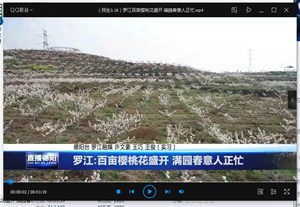 罗江:百亩樱桃花盛开 满园春意人正忙