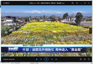 什邡：油菜花开授粉忙 育种进入“黄金期”
