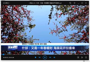 什邡：又是一年春暖时 海棠花开引客来
