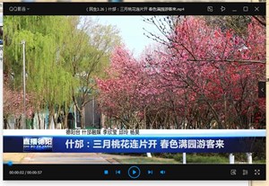 什邡：三月桃花连片开 春色满园游客来