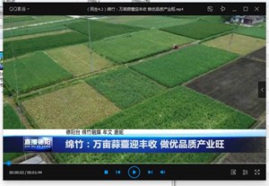 绵竹：万亩蒜薹迎丰收 做优品质产业旺