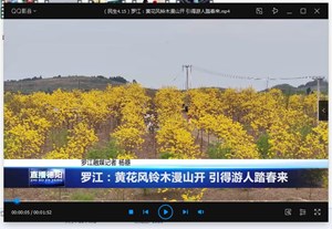 罗江：黄花风铃木漫山开 引得游人踏春来
