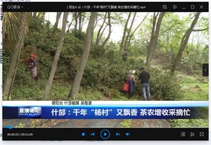 什邡：千年“杨村”又飘香 茶农增收采摘忙