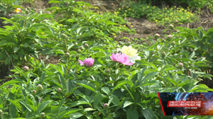 中江：芍药花开 乡村文化旅游季等你来