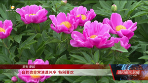 中江：上万亩芍药花竞相开放 争奇斗艳等你来打卡