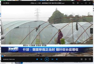 什邡：烟苗移栽正当时 烟叶旺长促增收