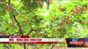 德阳：樱桃红满枝 采摘正当时