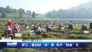 罗江:春日好“丰”景 农户“刨金”忙