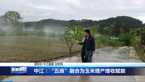 中江：五良融合为玉米增产增收赋能