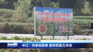 中江：丹参收获季 新农机助力丰收