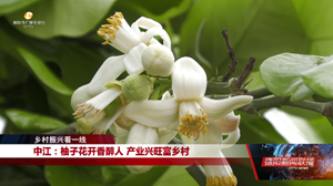 中江：柚子花开香醉人 产业兴旺富乡村