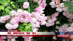 德阳：蔷薇花墙开启“爆花”模式