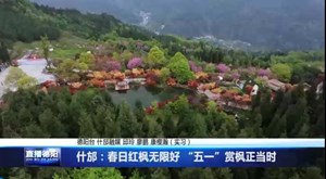 什邡：春日红枫无限好 “五一”赏枫正当时
