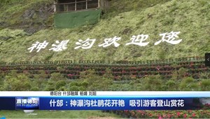 什邡：神瀑沟杜鹃花开艳  吸引游客踏春赏花
