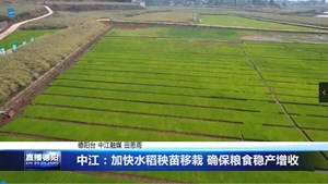中江：加快水稻秧苗移栽 确保粮食稳产增收