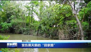 受伤黑天鹅的“回家路”