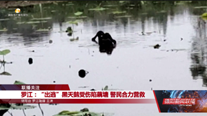 罗江：“出逃”黑天鹅受伤陷藕塘 警民合力营救