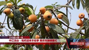 中江龙台：枇杷迎来丰收季 果农采摘销售忙
