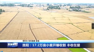 旌阳：17.2万亩小麦开镰收割 丰收在望