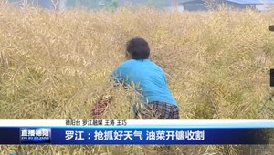 罗江：抢抓好天气 油菜开镰收割