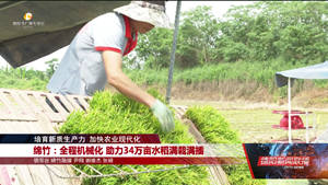 绵竹：全程机械化 助力 34万亩水稻满栽满插