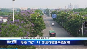 绝绝“紫”！什邡蓝花楹迎来盛花期