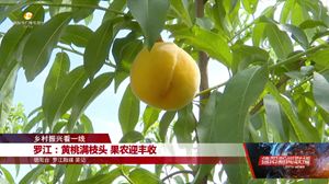乡村振兴看一线：绵竹、罗江
