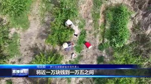 罗江：黄桃满枝头 果农迎丰收