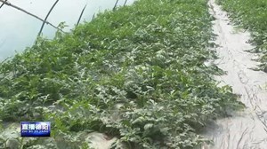 绵竹：本地西瓜“甜蜜”上市 瓜农喜迎丰收季
