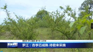 罗江：杏李已成熟 待君来采摘