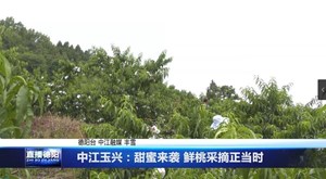 中江玉兴：甜蜜来袭 鲜桃采摘正当时