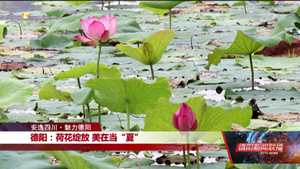 德阳：荷花绽放 美在当“夏”