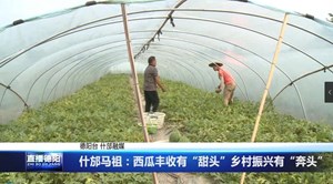 什邡马祖：西瓜丰收有“甜头”乡村振兴有“奔头” 