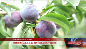 中江：“夏日有李•乡约桂花”凤凰李采摘节启动