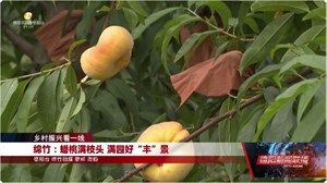 乡村振兴看一线：绵竹、罗江