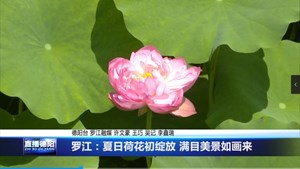 罗江：夏日荷花初绽放 满目美景如画来