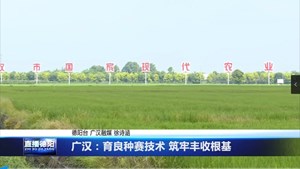 广汉：育良种赛技术 筑牢丰收根基