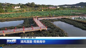 清风莲韵 荷美南华