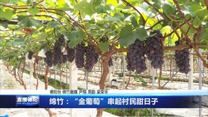 绵竹：“金葡萄”串起村民甜日子
