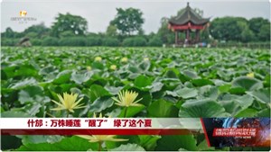 什邡：万株睡莲“醒了” 绿了这个夏