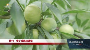 绵竹：李子成熟挂满枝