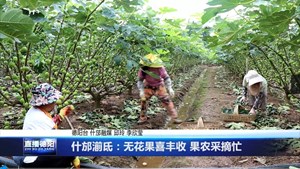什邡湔氐：无花果喜丰收 果农采摘忙