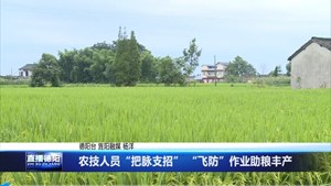 旌阳：农技人员“把脉支招” “飞防”作业助粮丰产
