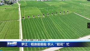 罗江：稻浪层层起 农人“赶花”忙