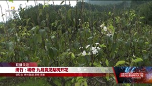 绵竹：稀奇 九月竟见梨树开花