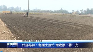什邡马井：冬播土豆忙 增收添“薯”光