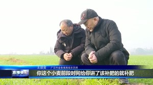 广汉：农技专家深入田间“把脉” 确保冬小麦安全越冬