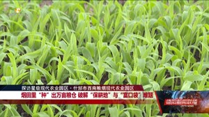 烟田里“种”出万亩粮仓 破解“保耕地”与“富口袋”难题