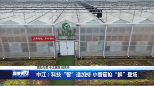 中江：科技“智”造加持 小番茄抢“鲜”登场